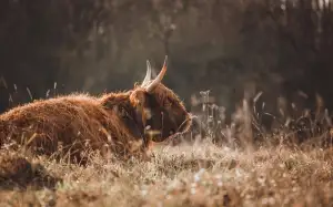 Jak Nahradit Ztužovač Šlehačky
